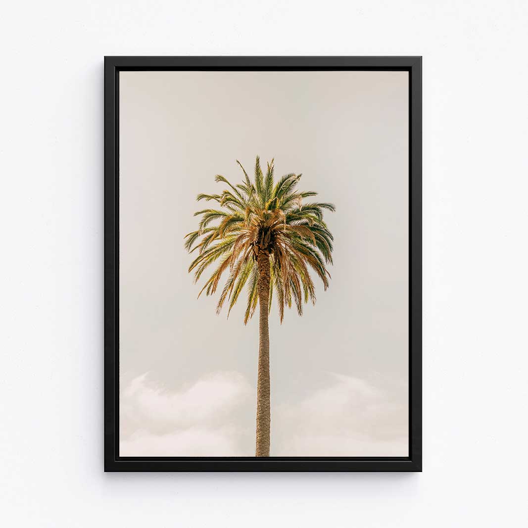 Royal Palm - Canvas Print by Nate Taylor | Art Bloom Canvas Art
