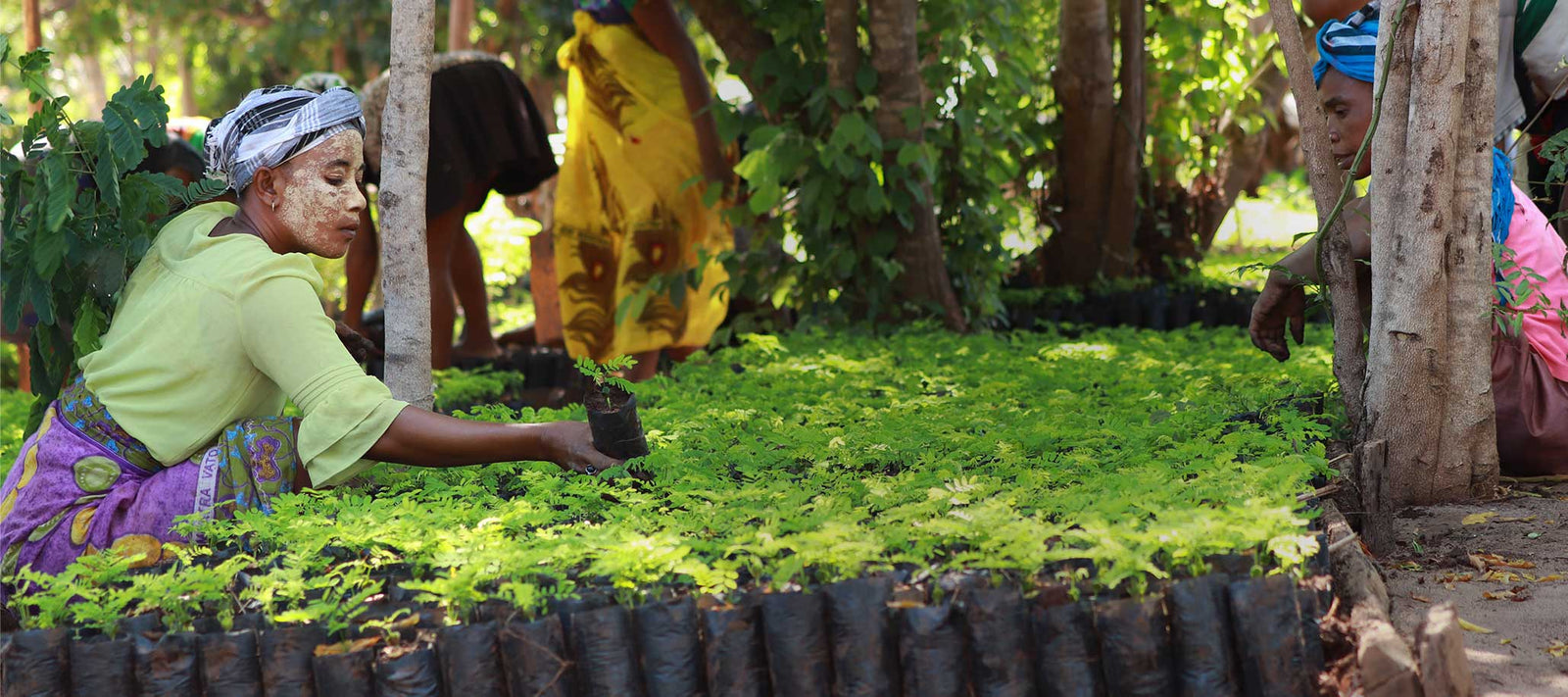 Eden Reforestations employee planting trees