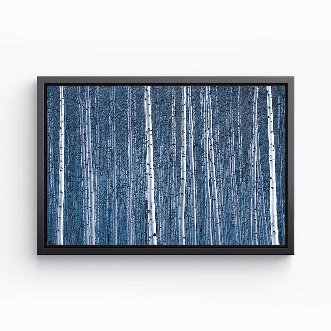 Aspen Blues - Canvas Print by Emily Kent | Art Bloom Canvas Art