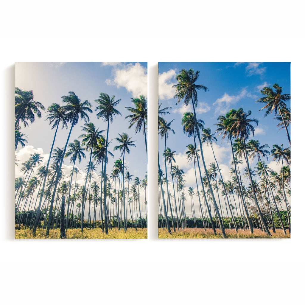 Kauai Palms